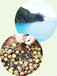 天然の潤いパワーを秘めた、つばき油の力。